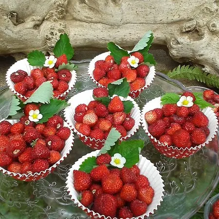 Vistalago 게스트하우스